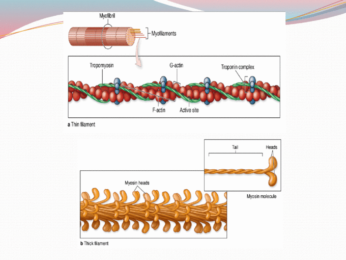  Struktur  Histologi Jaringan Otot 