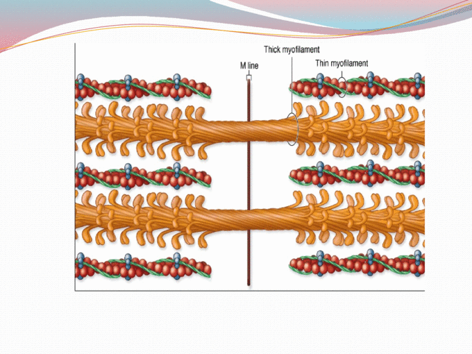 Struktur Histologi Jaringan Otot